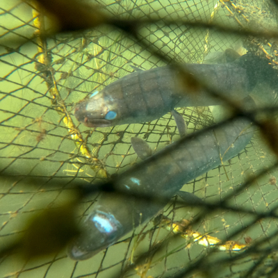 Meksika'dan Türkiye'ye 7 bin kilometrelik yolculuk!