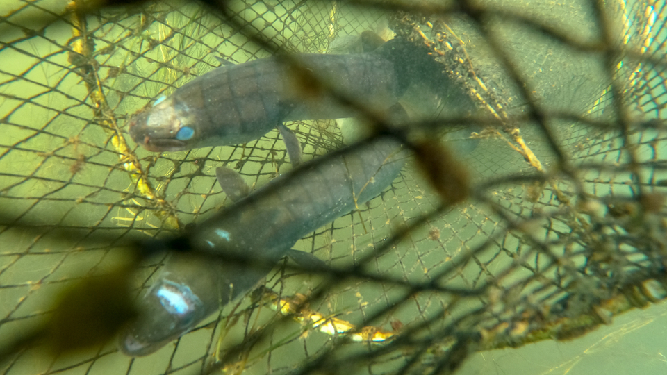 Meksika'dan Türkiye'ye 7 bin kilometrelik yolculuk!