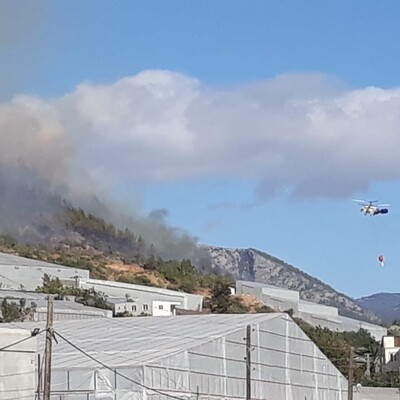 Mersin'de orman yangını çıktı!