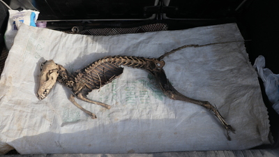 İşçiler kazı yaparken bulmuştu... Araştırılacak