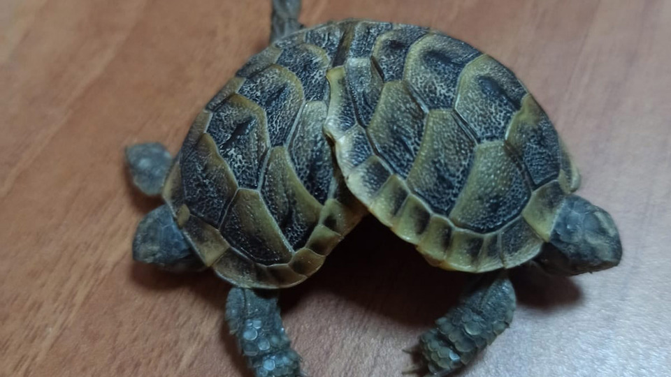 Turist buldu! Koruma altına alındı