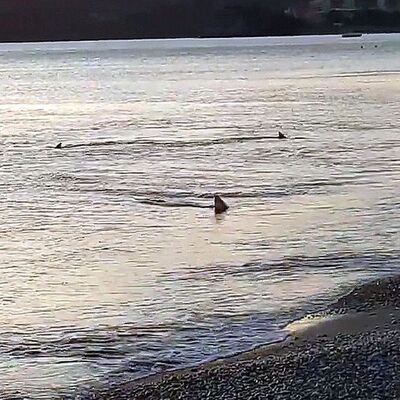 Sahile yaklaşan köpekbalıkları böyle görüntülendi!