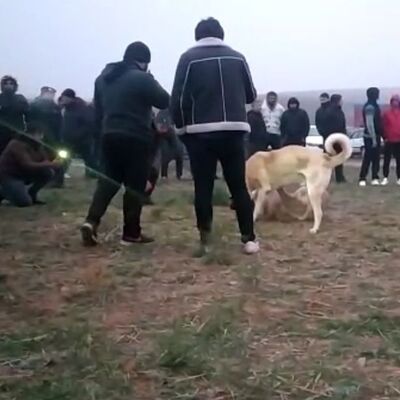 Vicdansızların vahşeti baskınla son buldu