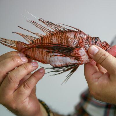 Hem tehlikeli hem de istilacı! Çöpe atılması istenmiyor