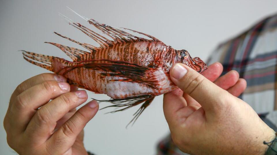 Hem tehlikeli hem de istilacı! Çöpe atılması istenmiyor