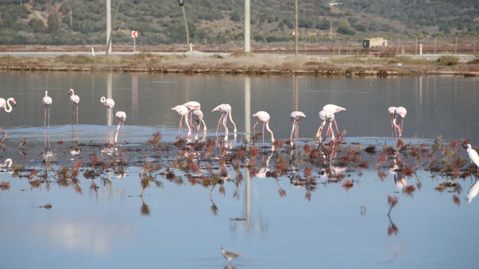 Göçmen kuşların akınına uğradı