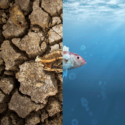 Kriz değil felaket!