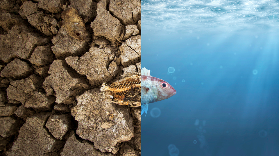 Kriz değil felaket!