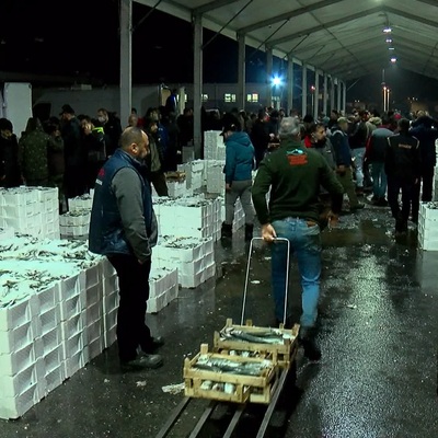 Hamsinin Türkiye'den ABD'ye yolculuğu