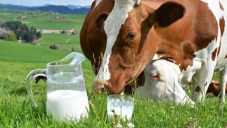 77 bin ton süt alacak