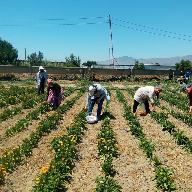 Kadın çiftçilere özel kredi