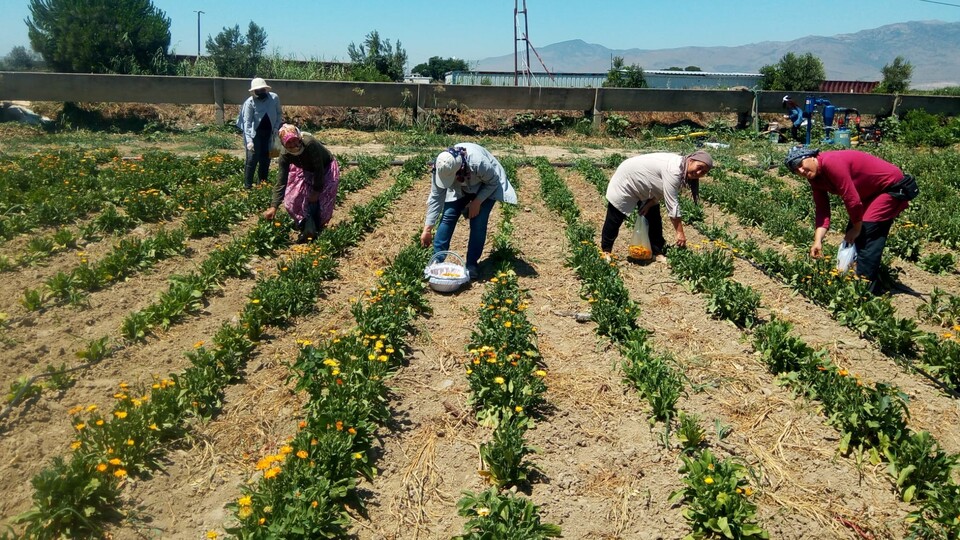Kadın çiftçilere özel kredi