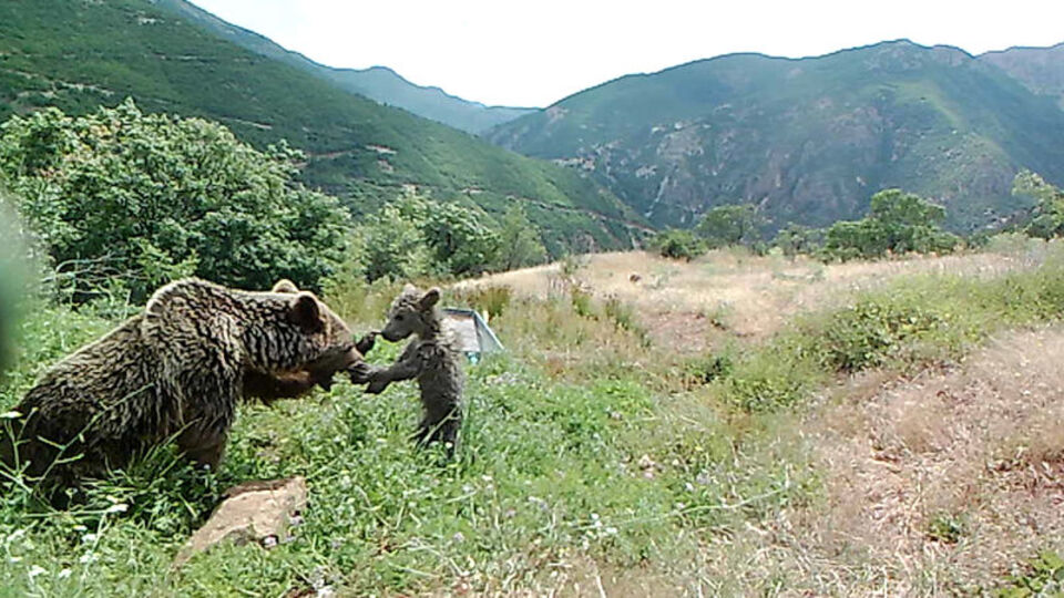 Su yalağında yıkandığı anlar fotokapana yansıdı