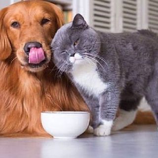 Evcil hayvan kokusu nasıl giderilir?