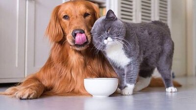 Evcil hayvan kokusu nasıl giderilir?