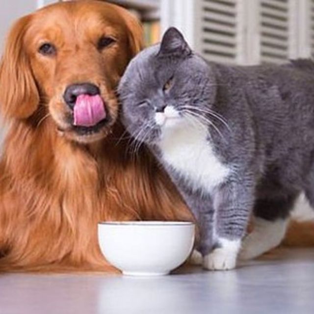 Evcil hayvan kokusu nasıl giderilir?