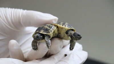 100 binde bir rastlanıyor! İsimleri belli oldu