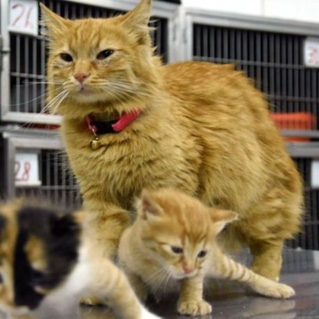 Kedi İdrarı Kokusu Nasıl Giderilir?