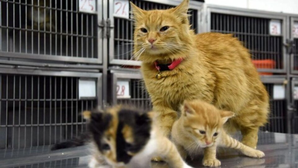 Kedi İdrarı Kokusu Nasıl Giderilir?