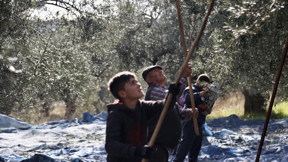 Zeytinyağı hasadı… Zorluklar, sorunlar ve güzellikler