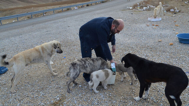 60 kilometre gidip, 30 köpeği gönüllü besliyor