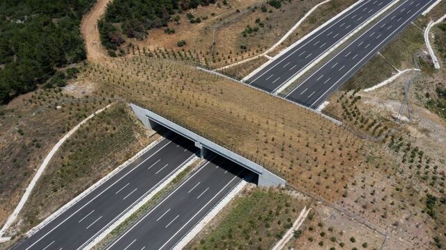 Otoyolun üzerine inşa edilmişti... Fotokapanla görüntülendi