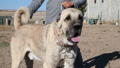 Şanlıurfa'da yetiştiriliyor... Değeri dudak uçuklatıyor