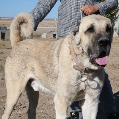 Şanlıurfa'da yetiştiriliyor... Değeri dudak uçuklatıyor