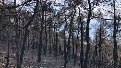 Heybeliada'yı 'aseton' ile yakmıştı! Cezası belli oldu