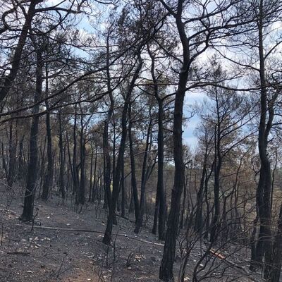 Heybeliada'yı 'aseton' ile yakmıştı! Cezası belli oldu