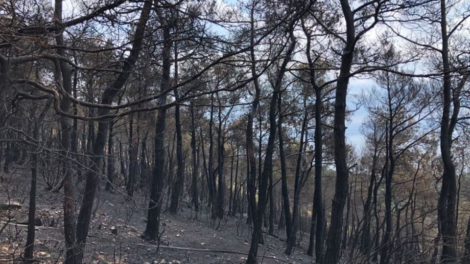 Heybeliada'yı 'aseton' ile yakmıştı! Cezası belli oldu