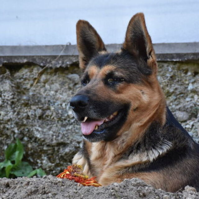 Köpeğin Depresyonda Olduğu Nasıl Anlaşılır?