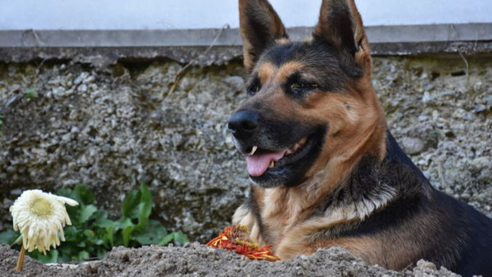 Köpeğin Depresyonda Olduğu Nasıl Anlaşılır?