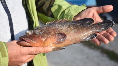 Karadeniz'de görüldü! Nesli tehlike altında