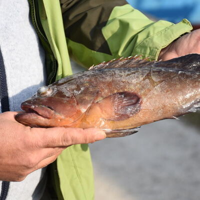 Karadeniz'de görüldü! Nesli tehlike altında