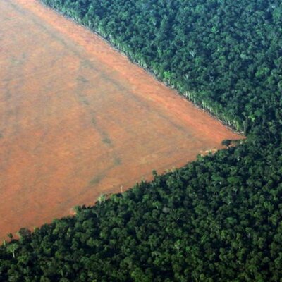 Amazonlar'da ormansızlaşma seviyesi alarm veriyor!
