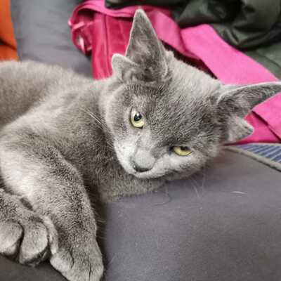 4 kulaklı Midas fenomen oldu