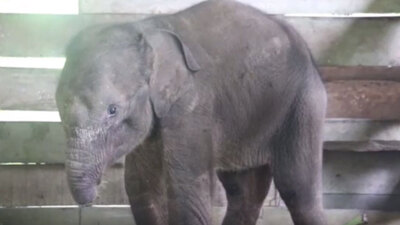 Hortumu kesilen fil yavrusundan üzücü haber