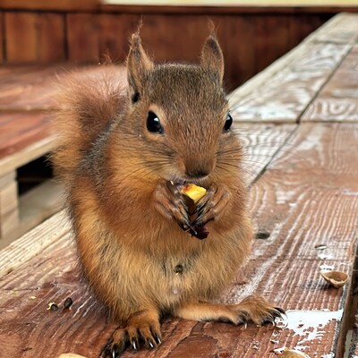Ağaç kovuğunda bulundu... Çay içiyor, cips yiyor