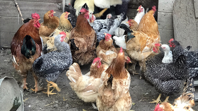 Doç. Dr. Savaşçı'dan 'kuş gribi' uyarısı!