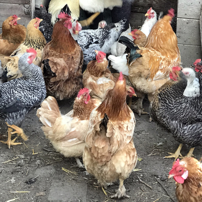 Doç. Dr. Savaşçı'dan 'kuş gribi' uyarısı!