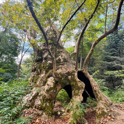 İstanbul'un tarihe tanıklık eden en yaşlı ağacı: Doğu Çınarı