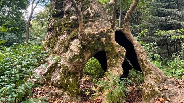 İstanbul'un tarihe tanıklık eden en yaşlı ağacı: Doğu Çınarı