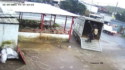 Fırçayla indirmeye çalıştı! Dananın intikamı!