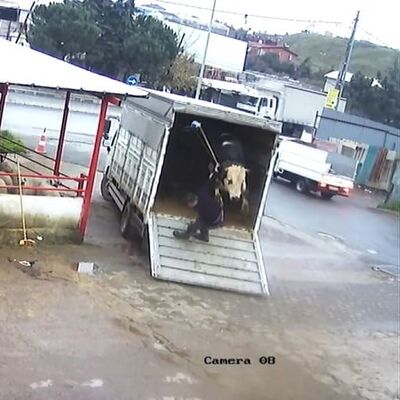 Fırçayla indirmeye çalıştı! Dananın intikamı!