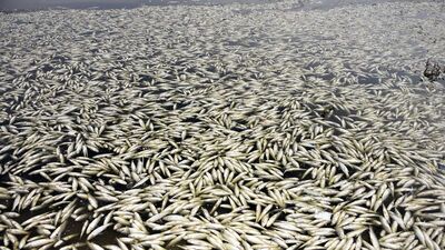 Binlerce! İnceleme başlatıldı