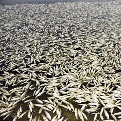 Binlerce! İnceleme başlatıldı