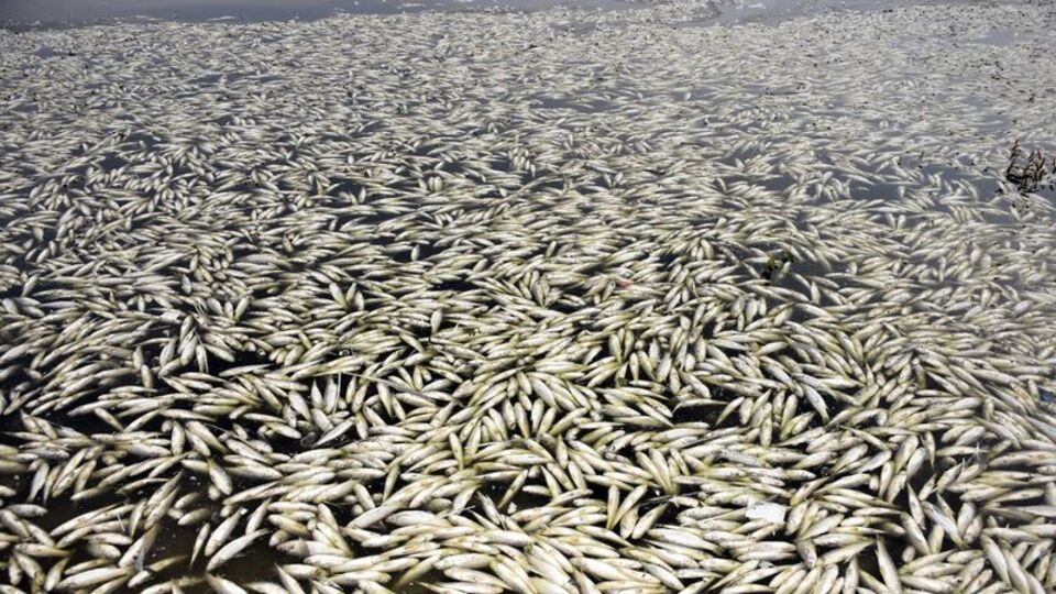 Binlerce! İnceleme başlatıldı