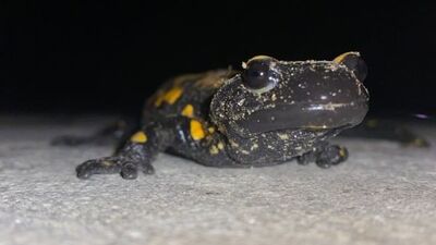 Nesli tükenmekte olan "semender" bulundu