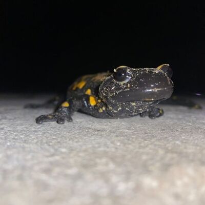 Nesli tükenmekte olan "semender" bulundu